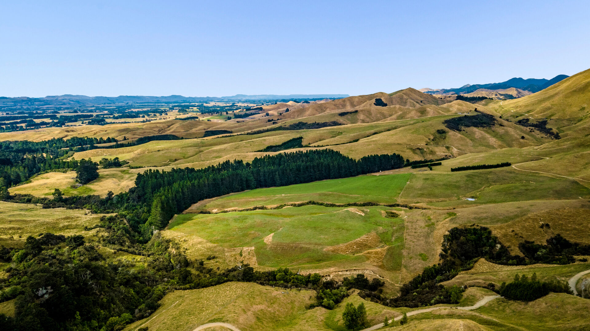 Solid performance underpins Pukenui appeal with several purchase options